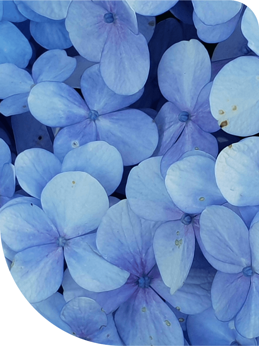 Blue flowers